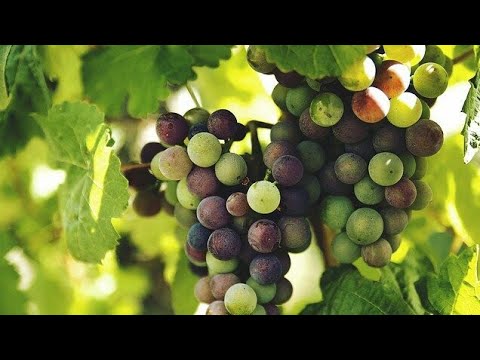, title : 'Cómo sembrar uva por esquejes, por semilla, Muy Fácil/COMO CULTIVAR UVAS EN MACETA New Video'