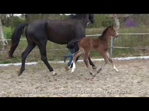 Stutfohlen von Escaneno Quantensprung, geb. 4/ 2025