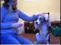 How to train Say Your Prayers - dog training ...