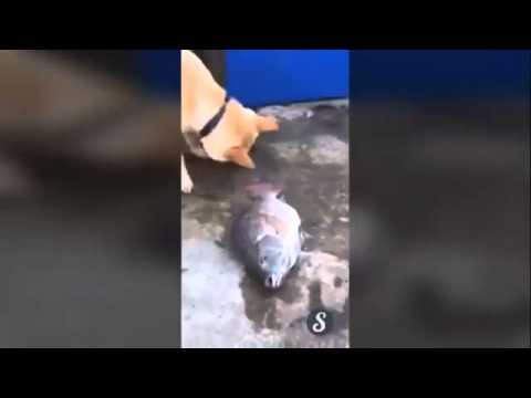 A dog tries to save fish