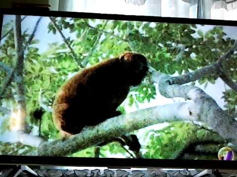 Amazon River Islands Part 1