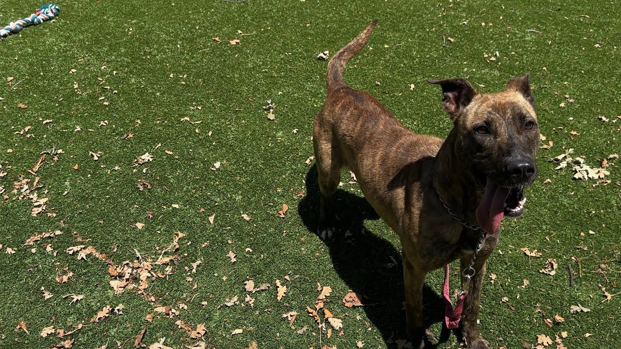 Nutmeg, a ADOPTABLE mixed breed in Dublin, CA video 6/6