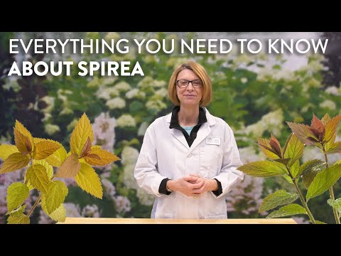 , title : 'Everything You Need to Know About Spirea'