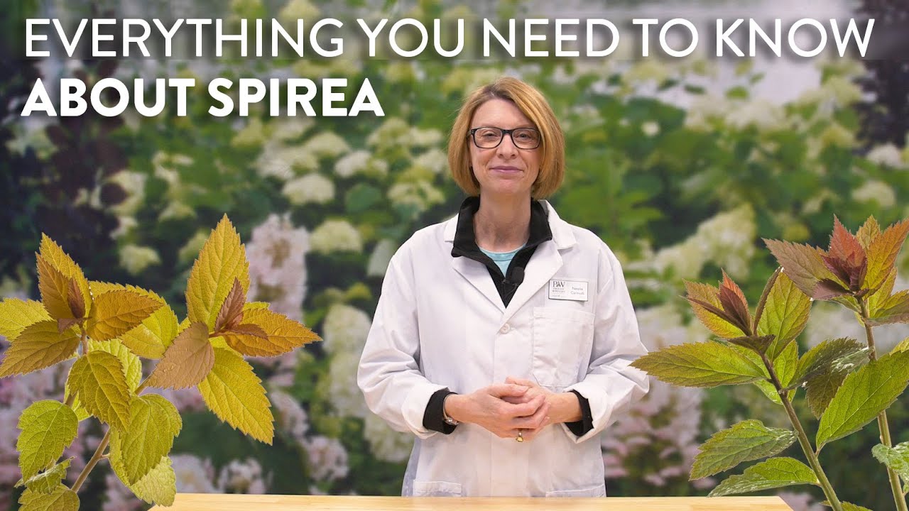 Are Spiraea drought tolerant?