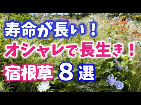 園芸 秋のヘレニア、秋のヘレニア