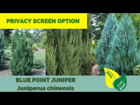 Blue Point Juniper | Juniperus chinensis | Evergreen Conifer