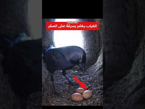 الغراب يسرق والصقر ينتقم #reels #viralvideo #viral #shorts