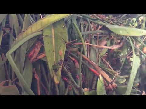 Видео представяне 4