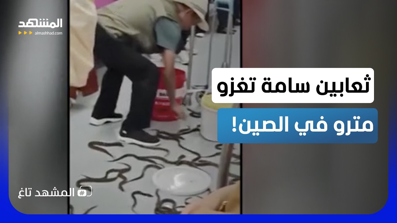 "ثعابين" تغزو مترو في الصين.. ورد فعل خيالي من الرُكاب – المشهد تاغ
