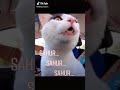 KUCING Bangunin Sahur Sahur Film Lucu