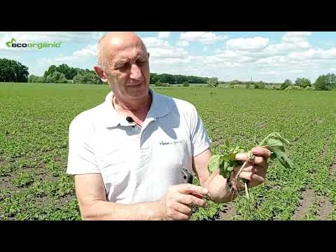 Soy field recommendations