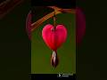 Bleeding Heart Flower ❤  😮😮 #bleedingheart #beautiful #flower #amazing #shortsfeed #shorts