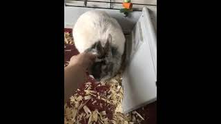 Domestic rabbit Rabbits Videos