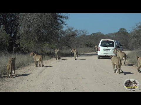 Largest Lion Pride Ever Walking Down The Road In Kruger Park