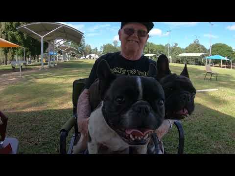 Bill Patterson French Bulldog