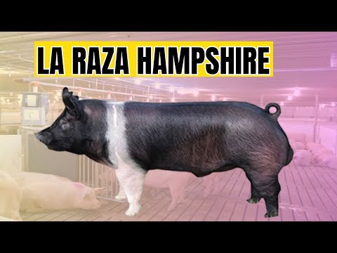 , title : 'Raza de Cerdo Hampshire y sus Características Productivas'