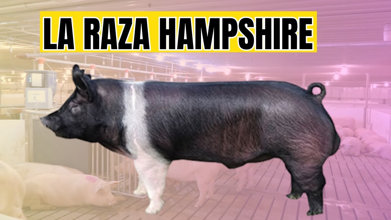Hampshire Pig Breed and its Productive Characteristics