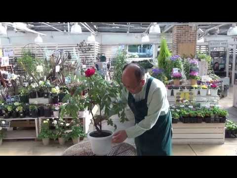 園芸 牡丹の株分け