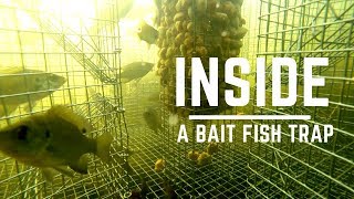 Inside a Bait Fish Trap - Underwater CAM Bait Fish Trap -  (Bream / Perch / Sunfish /Pinfish)