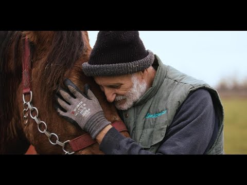 MEĐIMURSKI KONJ ( POVRATAK ŽIVOTINJAMA )