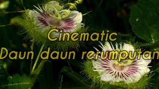 Download lagu CINEMATIC alam | dedaunan dan rerumputan Dan kupu-kupu 🦋 video cinematic mp3 Download lagu CINEMATIC alam | dedaunan dan rerumputan Dan kupu-kupu 🦋 video cinematic mp3