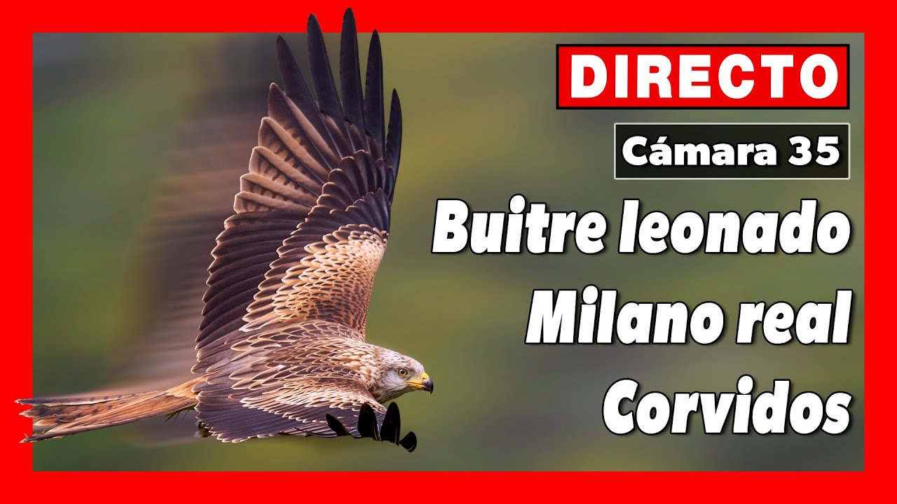 Live webcam view of Red Kite Feeding Station Live