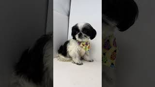 Video preview image #1 Shih Tzu Puppy For Sale in Benton, LA, USA