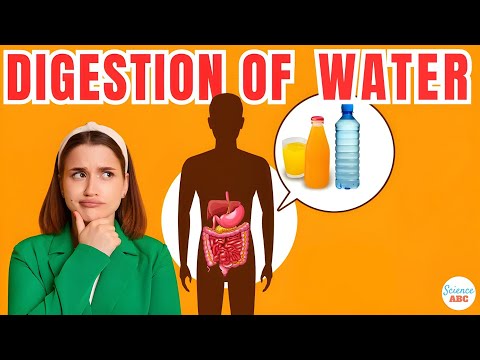 How Are Water And Other Fluids Digested In The Human Body?