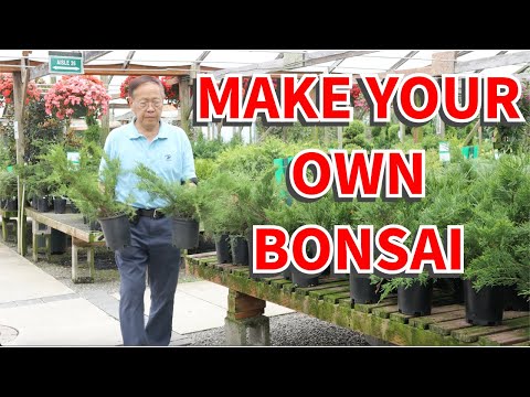 How to make a bonsai tree from nursery stock.