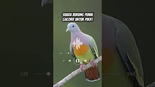 Download lagu Suara Burung Punai Gacorr,Sekali Nyaut Punai Berdatangan😱‼️#burungpunai #shorts mp3 Download lagu Suara Burung Punai Gacorr,Sekali Nyaut Punai Berdatangan😱‼️#burungpunai #shorts mp3