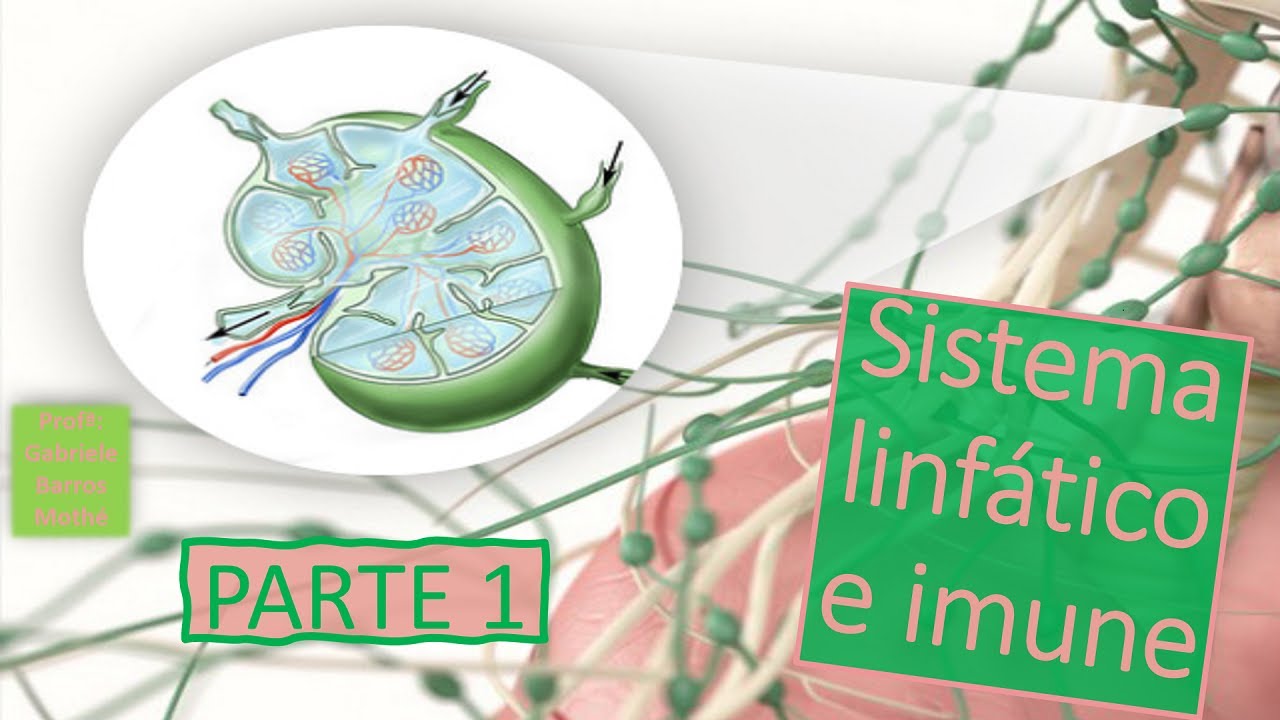 SISTEMA LINFÁTICO E SISTEMA IMUNE - parte 1 (anatomia veterinária)