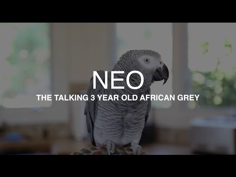 "Neo" the African Grey talking up a storm - Best parrot talking video ever