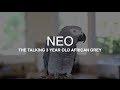 "Neo" the African Grey talking up a storm - Best parrot talking video ever plus he whistles Mozart