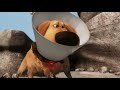 Up 2009 Chase Scene FHD 1080p