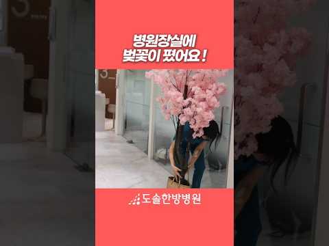 병원장실에 벚꽃이 폈어요! [지제점] #도솔한방병원 #한방병원 #병원 #병원릴스 #기습 #꽃