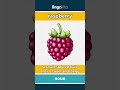 raspberry - a small, soft red fruit tha... video thumbnail