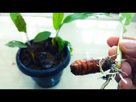 How to grow turmeric plant at home