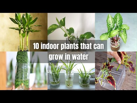 , title : '10 indoor plants that can grow in water | houseplants you can grow in water'