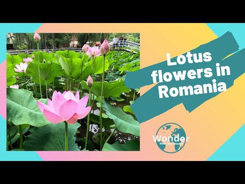 Baile Felix, Romania