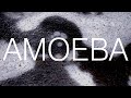 Amoeba
