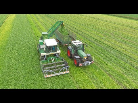 Spinach harvest |  Ploeger | 2x Fendt | Spinazie maaien | Van Rijsingen