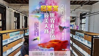 [閒聊] 聊聊最近2場孔雀魚比賽感想 10/09新增影片