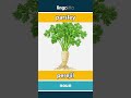 parsley - perejil video thumbnail