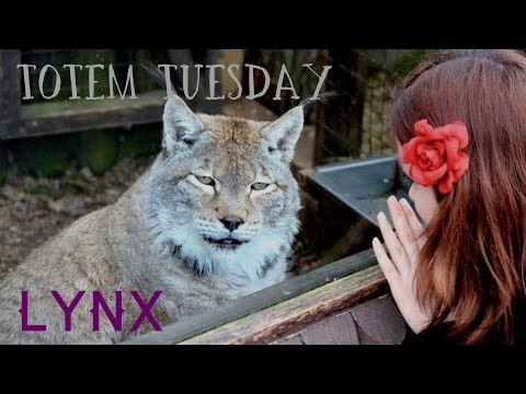 Totem Tuesday - The Lynx