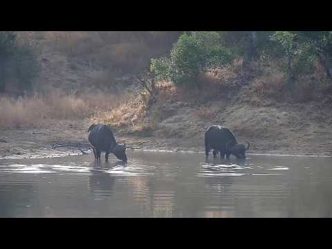 Djuma: Two African Buffalo get a drink at the dam - 07:40 - 05/21/20