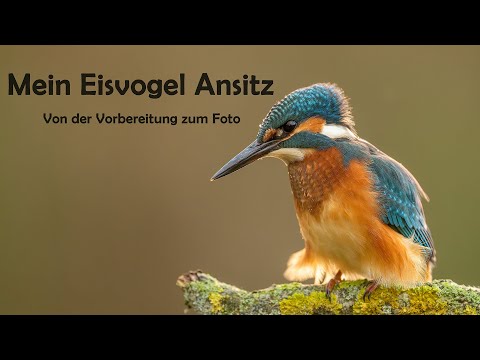 Mein Eisvogel Ansitz - Von der Vorbereitung zum Foto