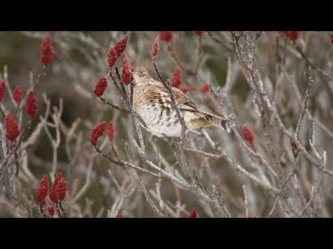 Ruffed grouse feeding on sumac