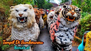 Download lagu Can the little Raung lion tiger be invited to the HOTMIL QUR'AN event to appear at SumberWaru Bin... mp3