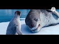 Happy Feet Two 2011 Leopard Seal Attack Normal Fast Slow And Reversed