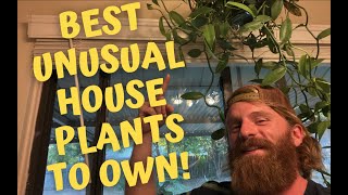 Top 10 Uncommon Houseplants (You Will Love These Rare Plants!)